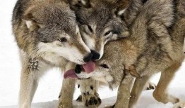 娱乐吃瓜酱狼性,揭秘娱乐圈的狠角色